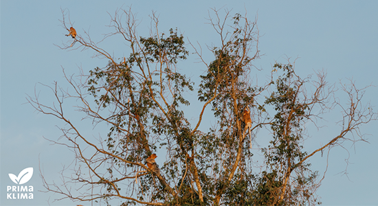 Nasenaffen_PrimaKlima_Projekt_550x300px