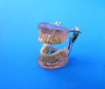 Gebissentwicklungsmodell 1